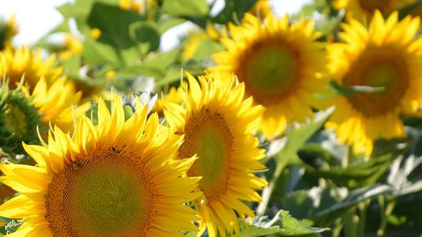 «All’olio di palma preferisco i girasoli» La campagna Cia