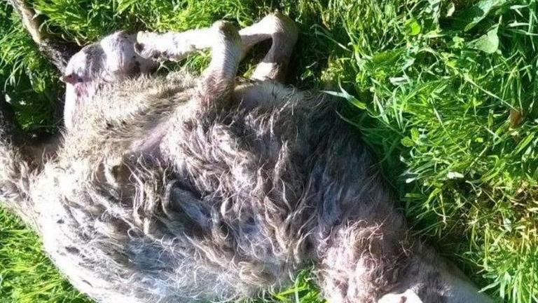 Nuovo attacco al gregge a distanza di due giorni