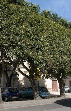 Il verde pubblico appassito 