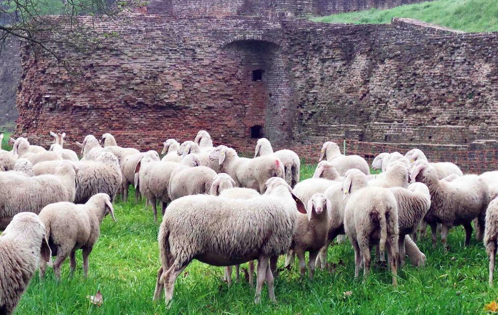 «La multa? Il gregge entrando a Bondeno non aveva fatto il test anti-brucellosi» 