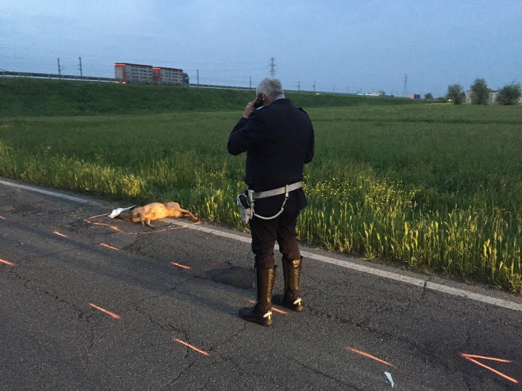 Muore in scooter contro un capriolo  