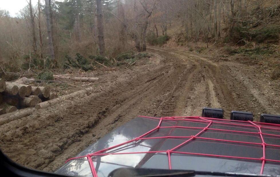 Taglio selvaggio di alberi «La strada è devastata» 