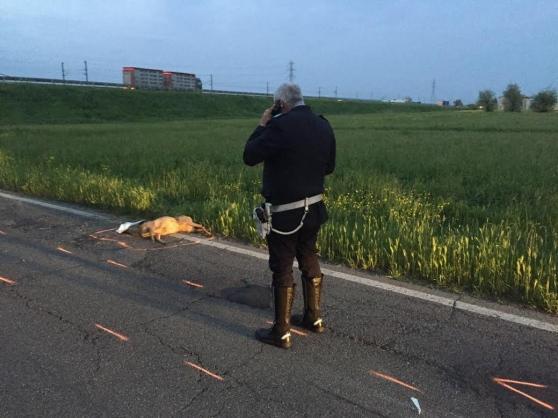 Reggio Emilia, muore in scooter schiantandosi contro un capriolo