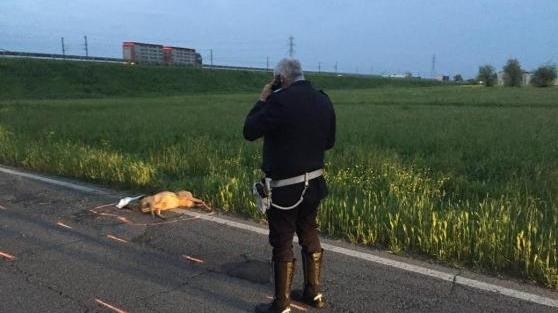 Reggio Emilia, muore in scooter schiantandosi contro un capriolo