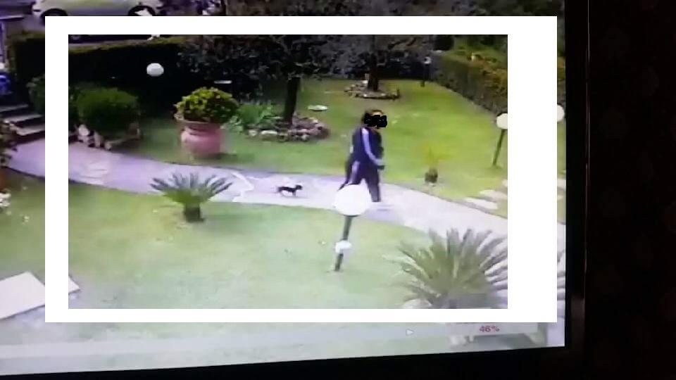 La ladra nel giardino dell'abitazione seguita da un chihuahua