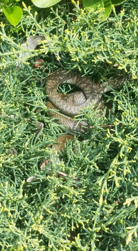 Il serpente in piazza Italia