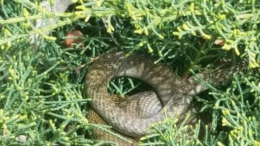 Il serpente in piazza Italia