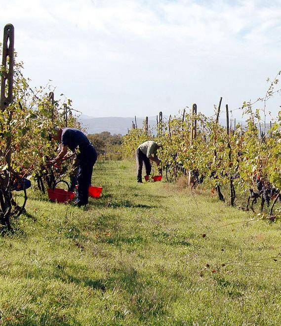 Terre incolte agli under 40, la Regione: ecco 700 ettari 