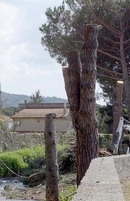 «Rischio esondazioni» Giù 14 pini secolari sul torrente Zambra 