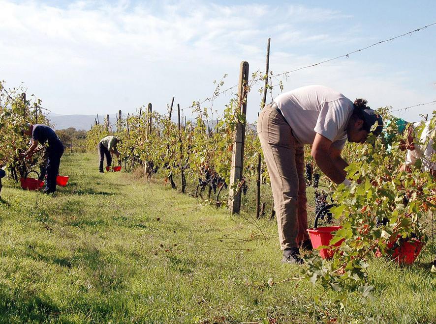Aziende giovanili in agricoltura: la crescita non basta