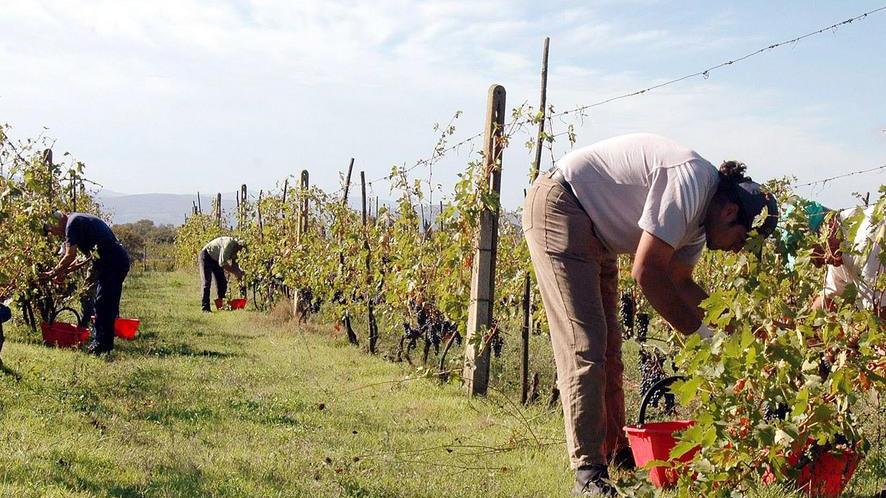 Aziende giovanili in agricoltura: la crescita non basta