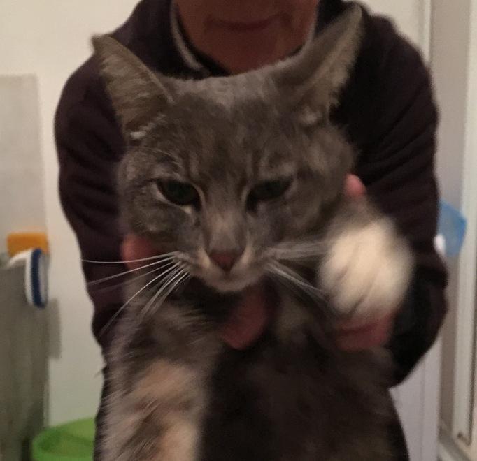Gatto salvato dalle acque del fiume Cecina