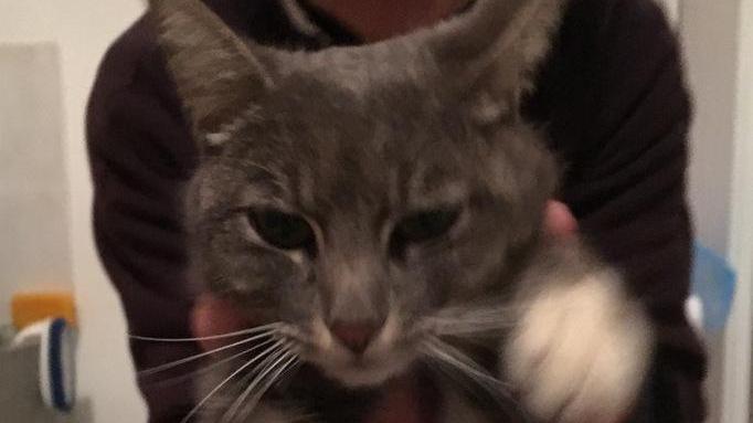 Gatto salvato dalle acque del fiume Cecina