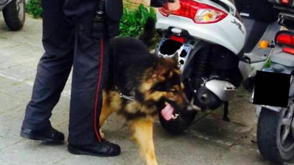 Il cane incastra lo spacciatore