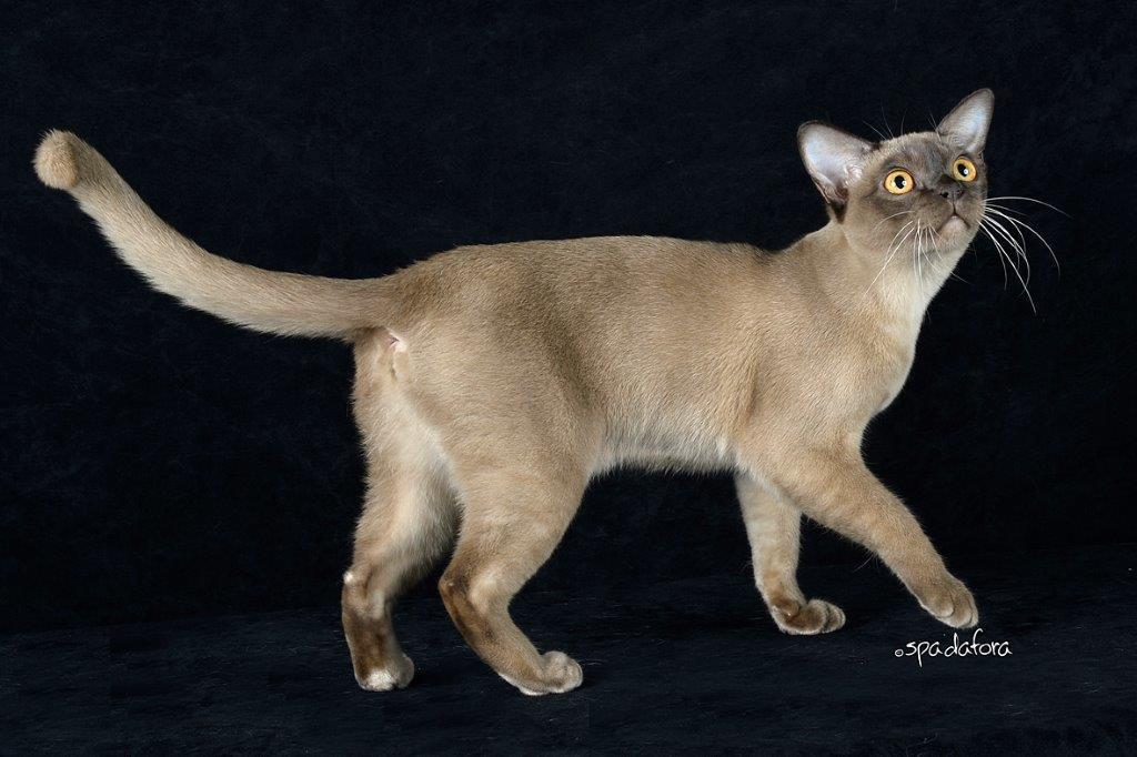 Burmese