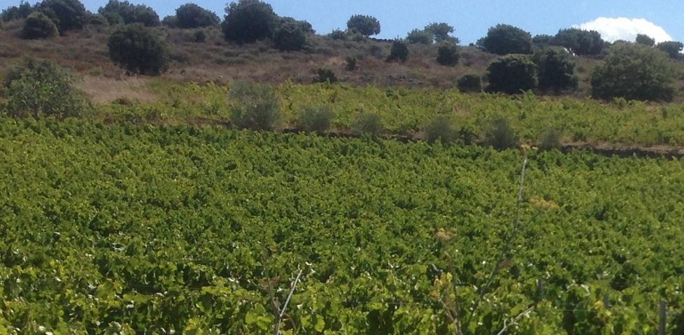 Ecco “Nottenighedda” percorso del gusto nelle cantine del paese 
