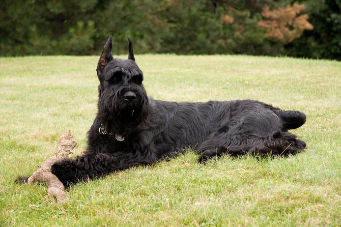 Morso da un cane a Modena: nessuno interviene 