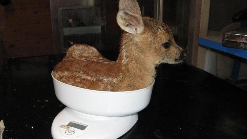 È arrivata la primavera, ritorna il tempo dei cuccioli…
