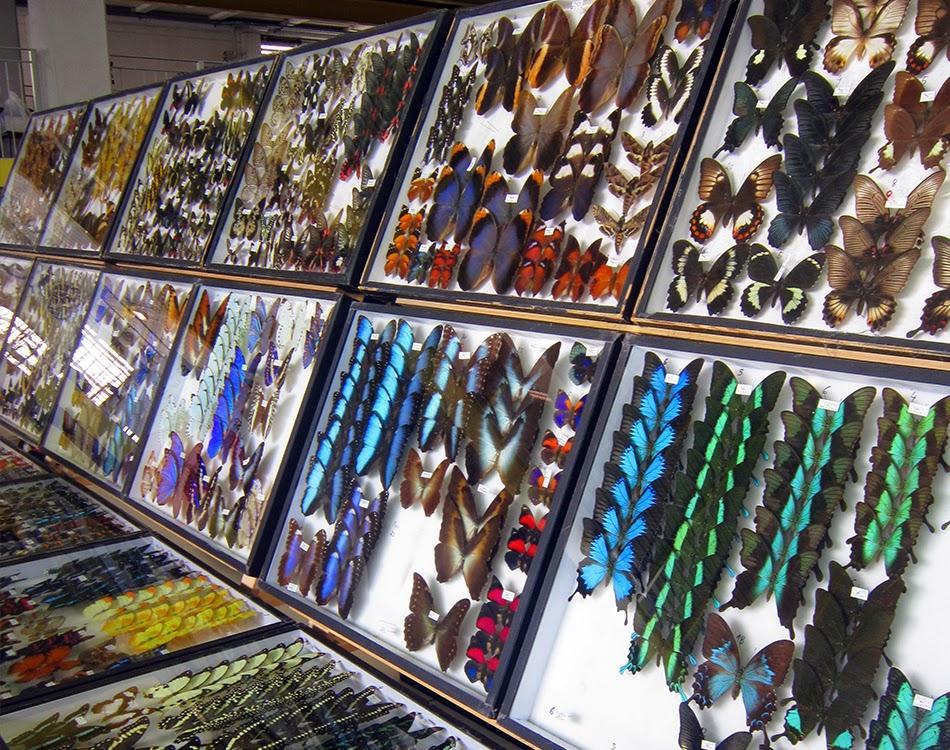Una magnifica esposizione di farfalle a Entomodena