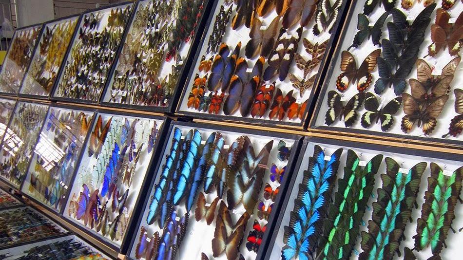 Una magnifica esposizione di farfalle a Entomodena