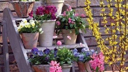 ViviVerdeSanJacopo, via al concorso per un quartiere in fiore