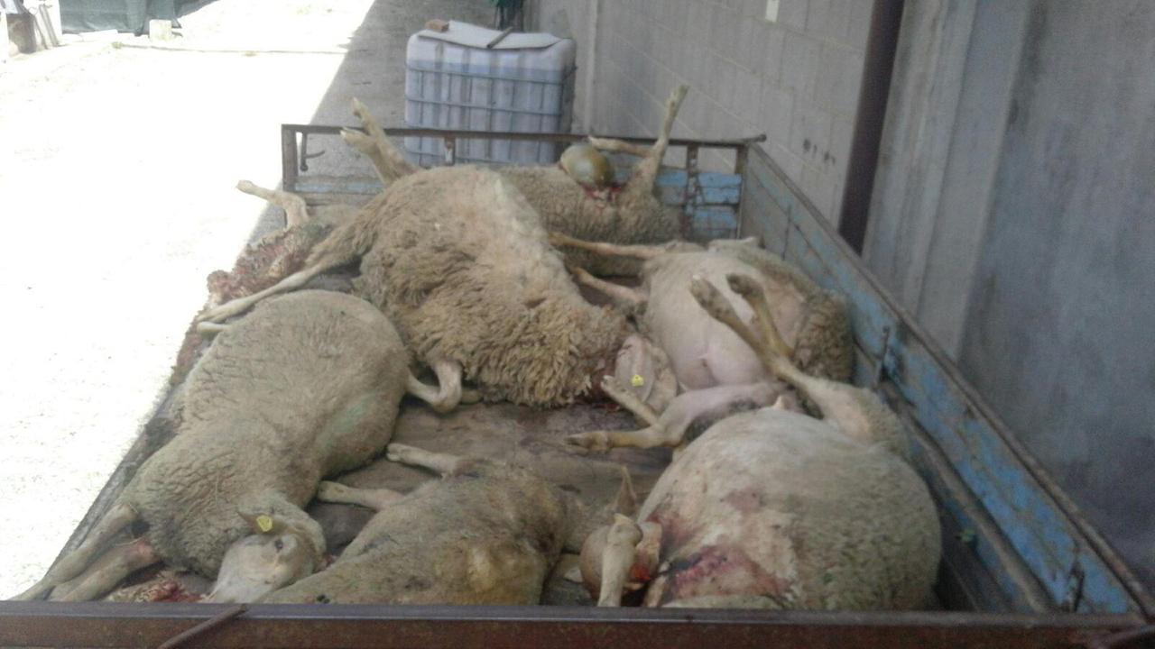 Alcune pecore uccise