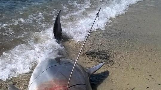 Delfino ucciso con un fucile subacqueo sulla spiaggia di Torre delle Stelle
