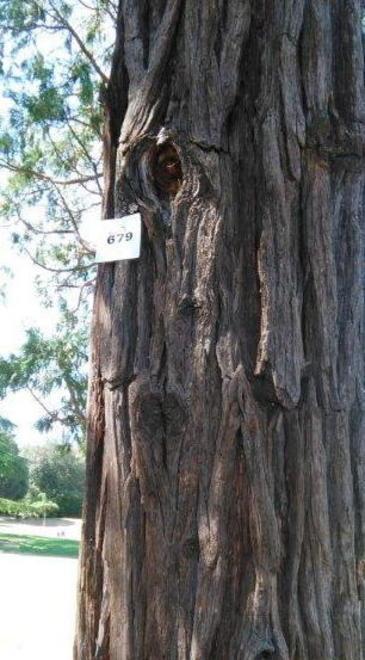 Numerati gli alberi della pineta 