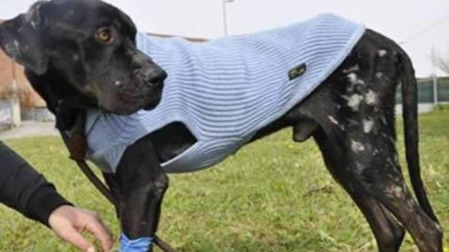 Ombra, il cane corso che torna alla vita