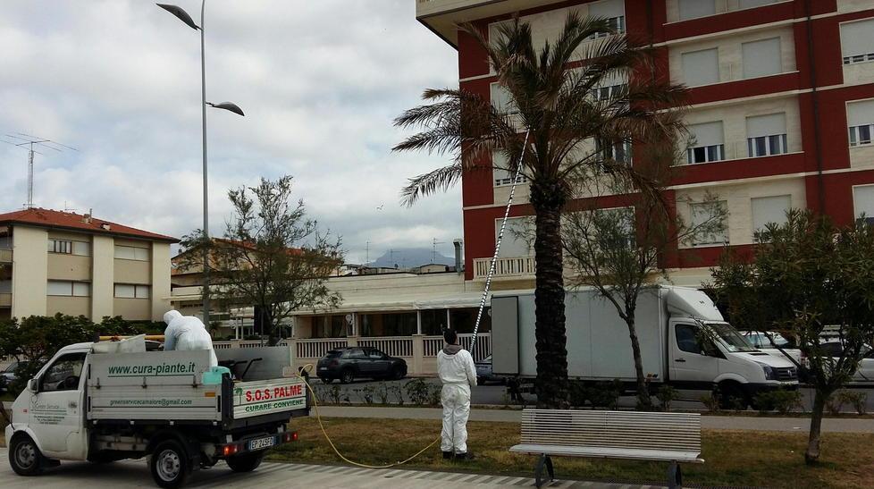Così si sono salvate le palme della Passeggiata 