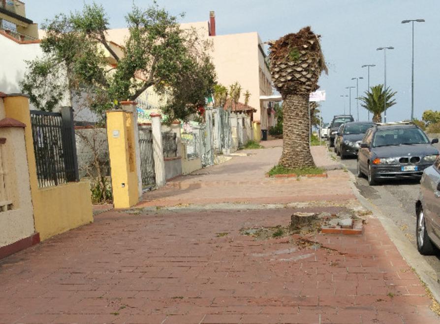 La Caletta, una denuncia sul taglio degli alberi 