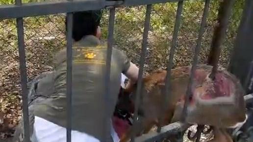 Capriolo incastrato in una cancellata. Salvato dai volontari de Il Pettirosso