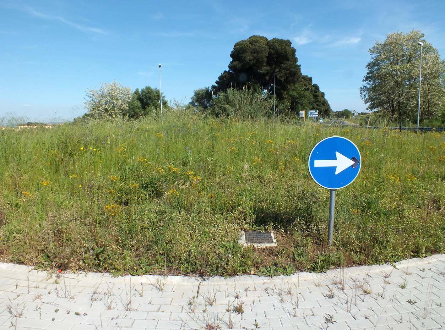 La rotatoria di Baratti spesso invasa dall'erba