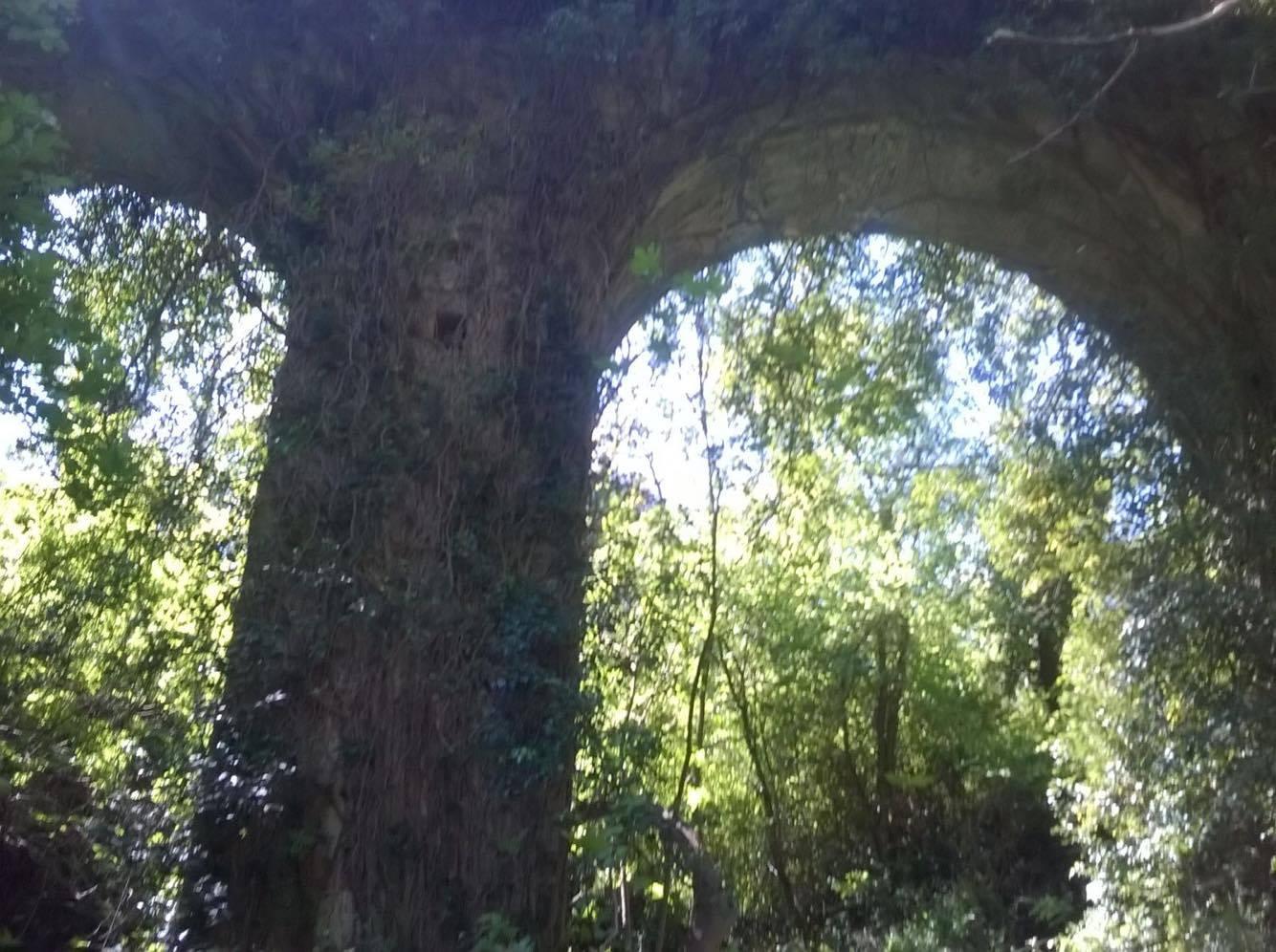 Gli archi dell'acquedotto leopoldino, nel bosco di Parrana San Giusto, divorati dalle piante 