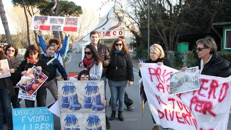 M5S: un regolamento per limitare i circhi