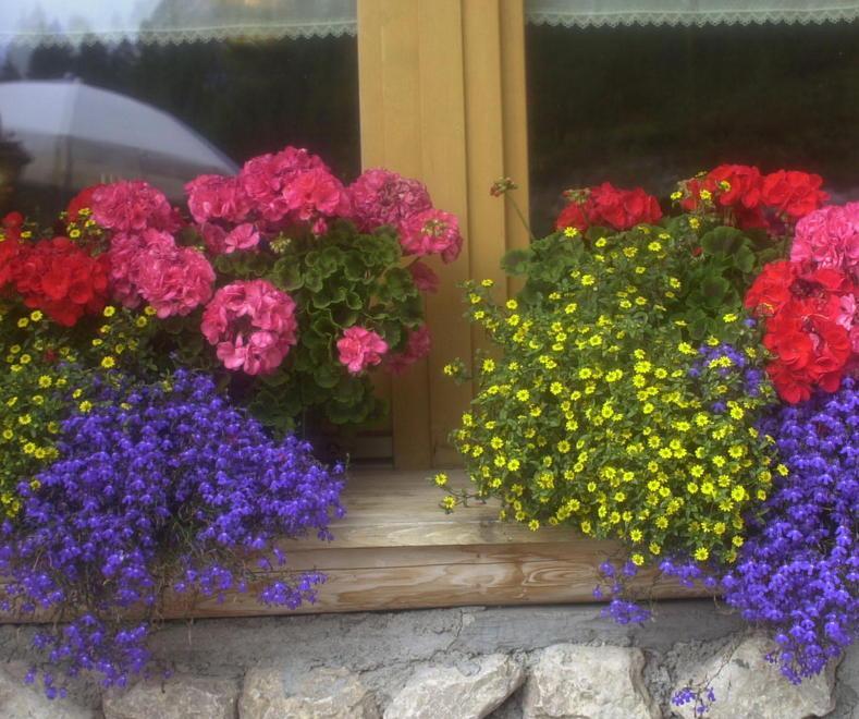Decorazioni floreali per finestre e balconi Al via il concorso