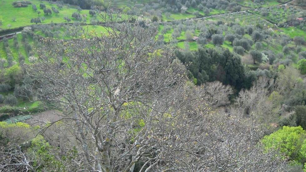 Altre tre aziende colpite La disperazione dei titolari