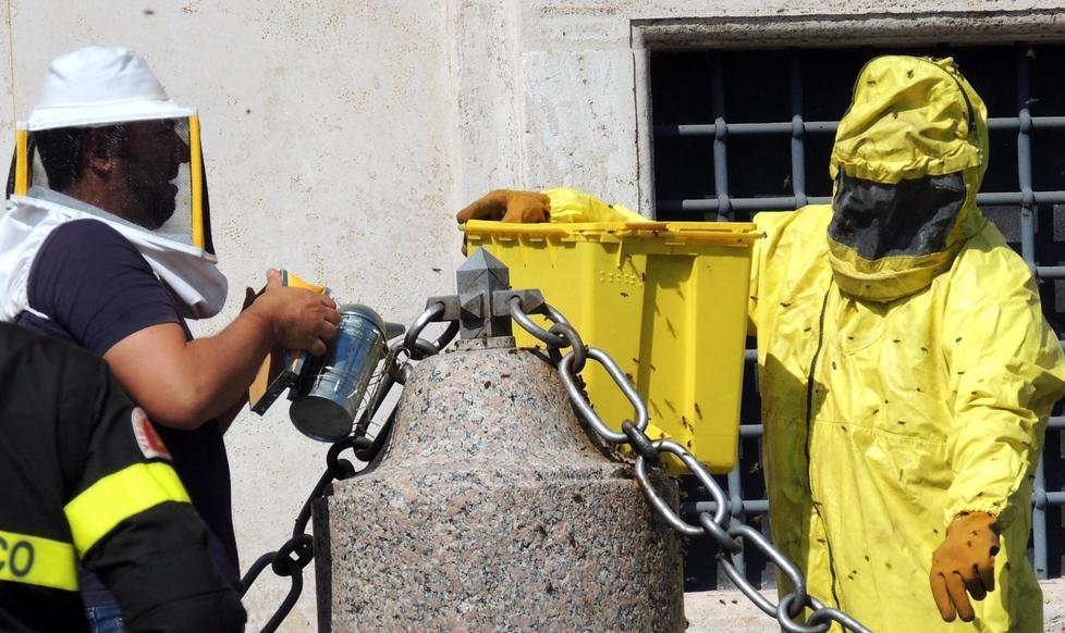 Caldo e sciami di api, tanti interventi dei vigili del fuoco