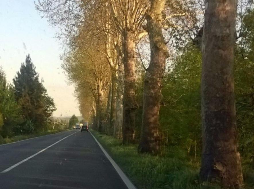 Esposto per salvare 130 platani secolari 