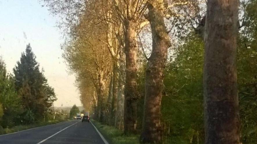 Esposto per salvare 130 platani secolari