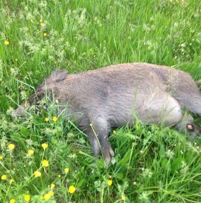 Famiglia in auto investe un cinghiale di oltre 110 chili 