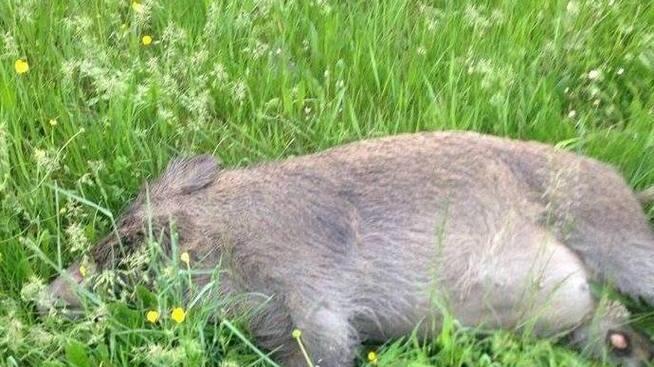 Famiglia in auto investe un cinghiale di oltre 110 chili