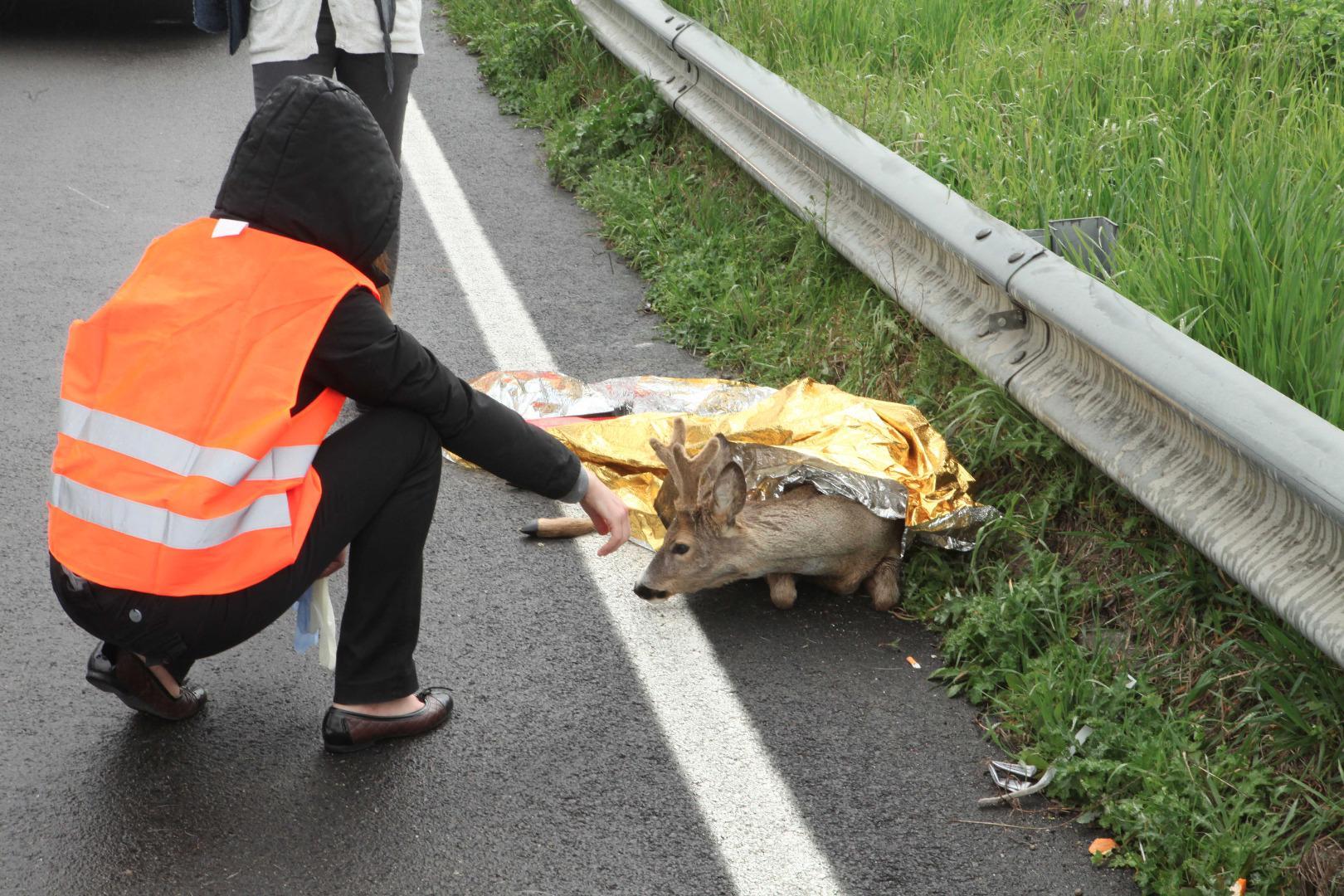 Un capriolo causa l’ennesimo incidente. «Troppi in pianura»