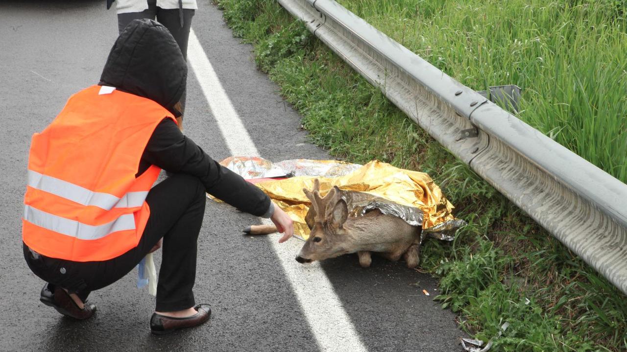 Un capriolo causa l’ennesimo incidente. «Troppi in pianura»