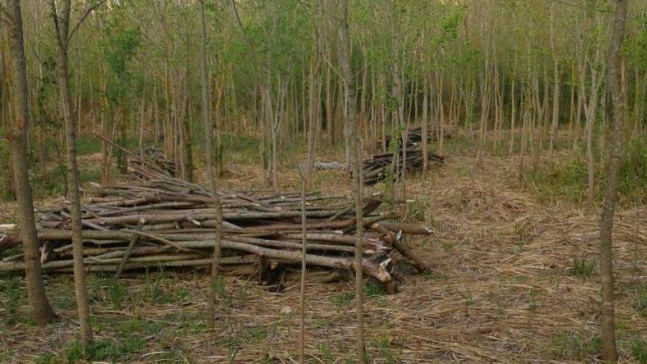 Quintali di legna abbandonati da anni nelle aree forestali