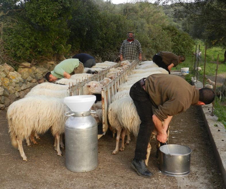 Prezzo del latte ovino in calo Incontro con la Coldiretti