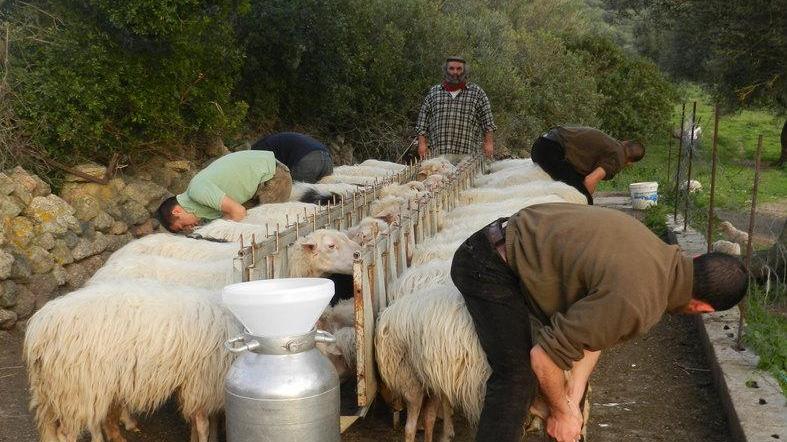 Prezzo del latte ovino in calo Incontro con la Coldiretti