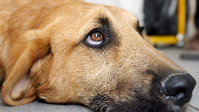 Un cane maltrattato