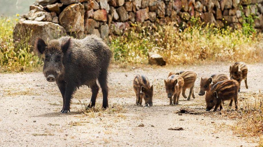 Cinghiali (foto Tore Serra)