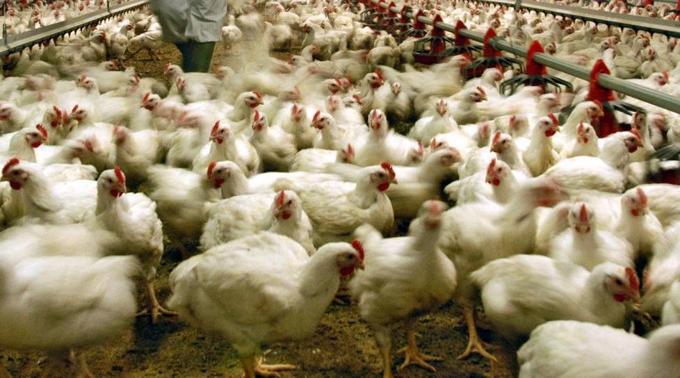 Allerta aviaria, abbattuti 700 capi tra polli e anatre 